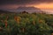 Poppy Fields, chiangmai, Thailand