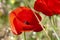 Poppy fields in an English summer