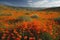 Poppy Fields: Poppy fields are a popular subject for photography