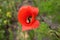 Poppy flower