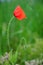 Poppy flower