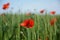 Poppy flower against the blurred field