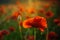 Poppy flower. Anzac day banner. Remember for Anzac, Historic war memory. Anzac background.