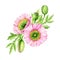 Poppy flower arrangement. Watercolor illustration set. Tender pink papaver blossoms, buds, green leaves element decor