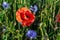 Poppy flower on the background of green grass with cornflowers. Memorial Day, Veterans Day
