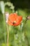 Poppy flower blossomed