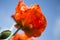 Poppy flower with blue sky