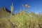 Poppy flower in blue sky, saguaro cactus and desert flowers in spring at Picacho Peak State Park north of Tucson, AZ