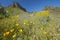 Poppy flower in blue sky, saguaro cactus and desert flowers in spring at Picacho Peak State Park north of Tucson, AZ