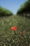 Poppy flower in a blurred low view of a French vineyard alley