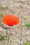 Poppy flower and bud in pale background