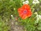 Poppy flower close up with bud