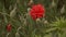 Poppy flower close-up in poppy field. close up red flower . Outdoor landscape. Floral background. Summer background