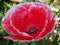 Poppy flower close up, red common poppy flower blooming macro closeup