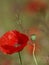 Poppy flower closeup. Red poppy with blurred background.