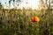 Poppy flower at a cornfield - backlight during evening hours