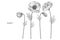 Poppy flower drawing illustration. Black and white with line art.