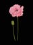Poppy flower for embroidery in botanical illustration style on a