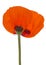 Poppy flower with fallen petals, isolated on white background