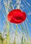 Poppy flower in a field