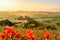 Poppy flower field in beautiful landscape scenery of Tuscany in Italy, Podere Belvedere in Val d Orcia Region - travel destination