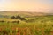 Poppy flower field in beautiful landscape scenery of Tuscany in Italy, Podere Belvedere in Val d Orcia Region - travel destination