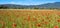 Poppy flower field in Provence in France