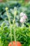 Poppy flower in garden