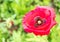 Poppy flower in garden
