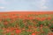 Poppy flower garden in full bloom in summer in Central Europe Papaver somniferum