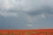 Poppy flower garden in full bloom in summer in Central Europe Papaver somniferum