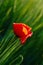 Poppy Flower In Green Barley Field