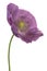 Poppy flower isolated