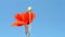 Poppy flower isolated on blue sky waving in the wind,