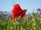 Poppy flower isolated in cornfield. Blue cornflowers in background. Landscape