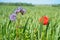 Poppy flower isolated in cornfield. Blue cornflowers with in foreground. Landscape