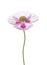 Poppy flower isolated on white background. Papaver somniferum opium poppy