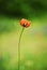 Poppy flower on a long stalk and a torn petal. close-up. Art photo. Selective soft focus.