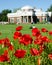 Poppy flower in Monticello