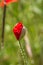 A Poppy Flower Opening