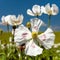 Poppy flower, opium poppy in latin papaver somniferum