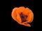 Poppy flower with orange and delicate petals on black background.