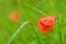 Poppy flower orange petal wet in green grass, spring season nature details