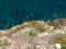 Poppy flower and other sparse vegetation over sea surface