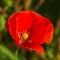 Poppy flower Papaver close-up.