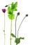 Poppy flower Papaver somniferum