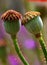 Poppy flower pods