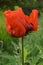 Poppy flower red half opened petals