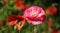 Poppy flower with red petals