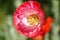 Poppy flower with red petals